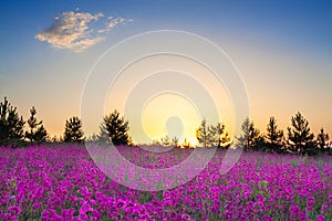 Summer rural landscape with purple flowers on a meadow and suns