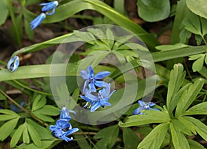 Spring wild flowers. Glades photo