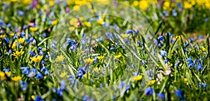Spring wild flowers on green meadow