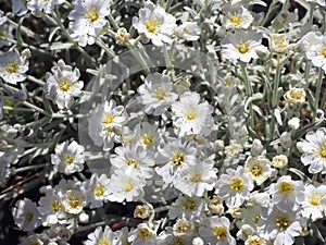 Spring wild flowers on a meadow in Evvia Euboea, Greece