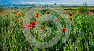 Spring wild flowers. Poppies among wheat at sunset