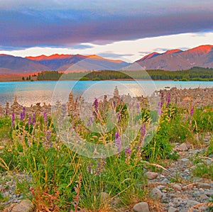 Spring wild flowers on the shores of Lake Tekapo, New Zealand