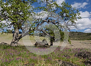 Spring wild flowers in a tree studded meadow