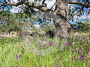 Spring wild flowers in a tree studded meadow