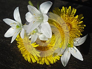 Spring wild flowers on wooden board