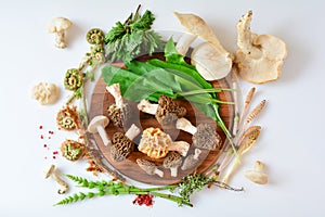 Spring wild food, mushrooms and plants, top view