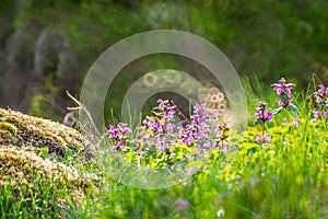 spring wild meadow Dead-Nettle