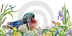 Spring wild nature scene. River flowers, carolina duck and small frog image. Watercolor illustration. Bright water bird