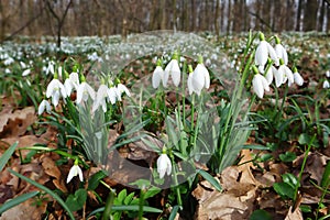 Spring wild snowdrop flowers Galanthus nivalis blooming in the forest near Dobrin, Czech Republic.