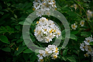 spring wild white rose