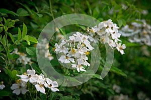 spring wild white rose