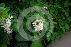 spring wild white rose