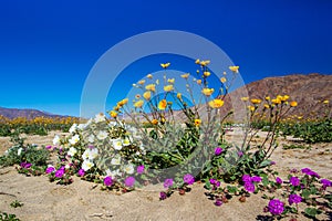 Spring Wildflower Bouquet