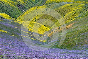 Spring Wildflower in Carrizo Plain National Monument