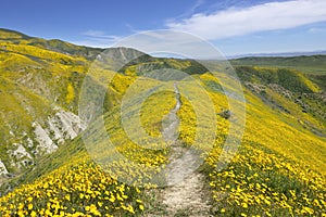 Spring Wildflower in Temblor Range