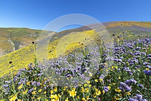 Spring Wildflower in Temblor Range photo