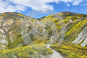 Spring Wildflower in Temblor Range photo