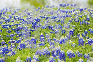 Spring Wildflowers