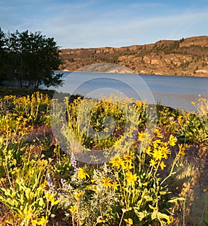 Spring Wildflowers Banks Lake Devil`s Punch Bowl Eastern Washington