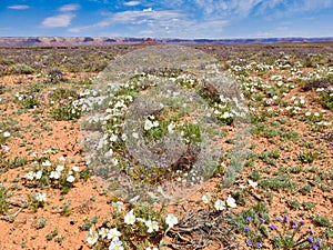 Spring Wildflowers in Bloom in Utah