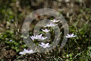 Spring wildflowers with bokeh in Oklahoma