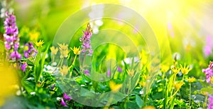 Spring wildflowers. Meadow field with wild flowers