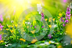 Spring wildflowers. Meadow field with wild flowers