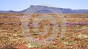 Spring Wildflowers Near Vanrhynsdorp