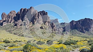 Spring wildflowers in Superstition Mountains
