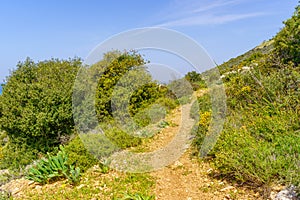 Spring wildflowers, trees, footpath, western slopes of Mount Carmel, Haifa