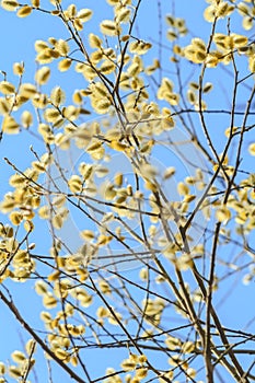 Spring willow in bloom