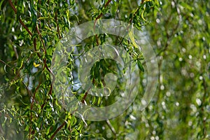 Spring willow branch with curly tender young green leaves