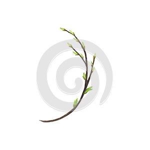 Spring willow branch watercolor isolated on white background. Hand drawn Easter illustration. Art for design wreath