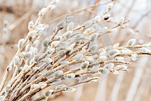 Spring willow branches