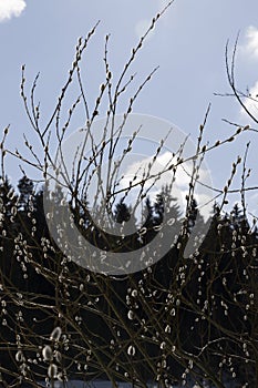 Spring willow branches with white budding buds