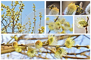 Spring willow collage