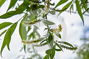 Spring willow fluff