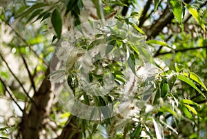 Spring willow fluff