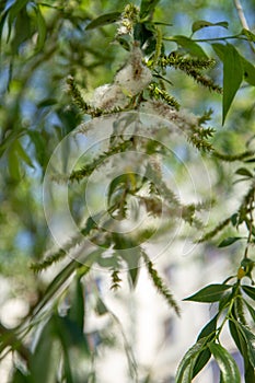 Spring willow fluff