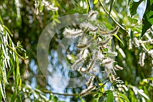 Spring willow fluff