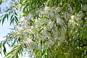 Spring willow fluff