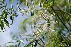 Spring willow fluff