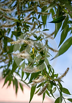 Spring willow fluff