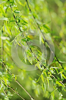 Spring willow leaves