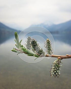 Spring willow tree over the mountain lake Schliersee, Bavaria, Germany, April 2019