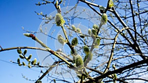 spring willow twig in bloom on a background of clear blue sky