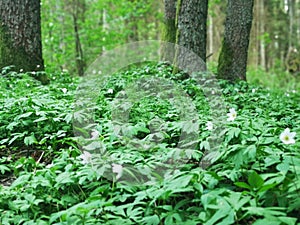 Windflowers in the spring forest