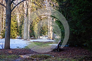 Spring-winter landscape of nature in the forest with a bench