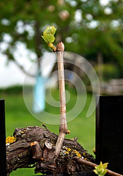spring , winter vineyard cutting prunung grapevine twig , wine production