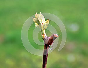 spring , winter vineyard cutting prunung grapevine twig , wine production